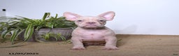 French Bulldog dogs for sale: Peaches - Ad 3