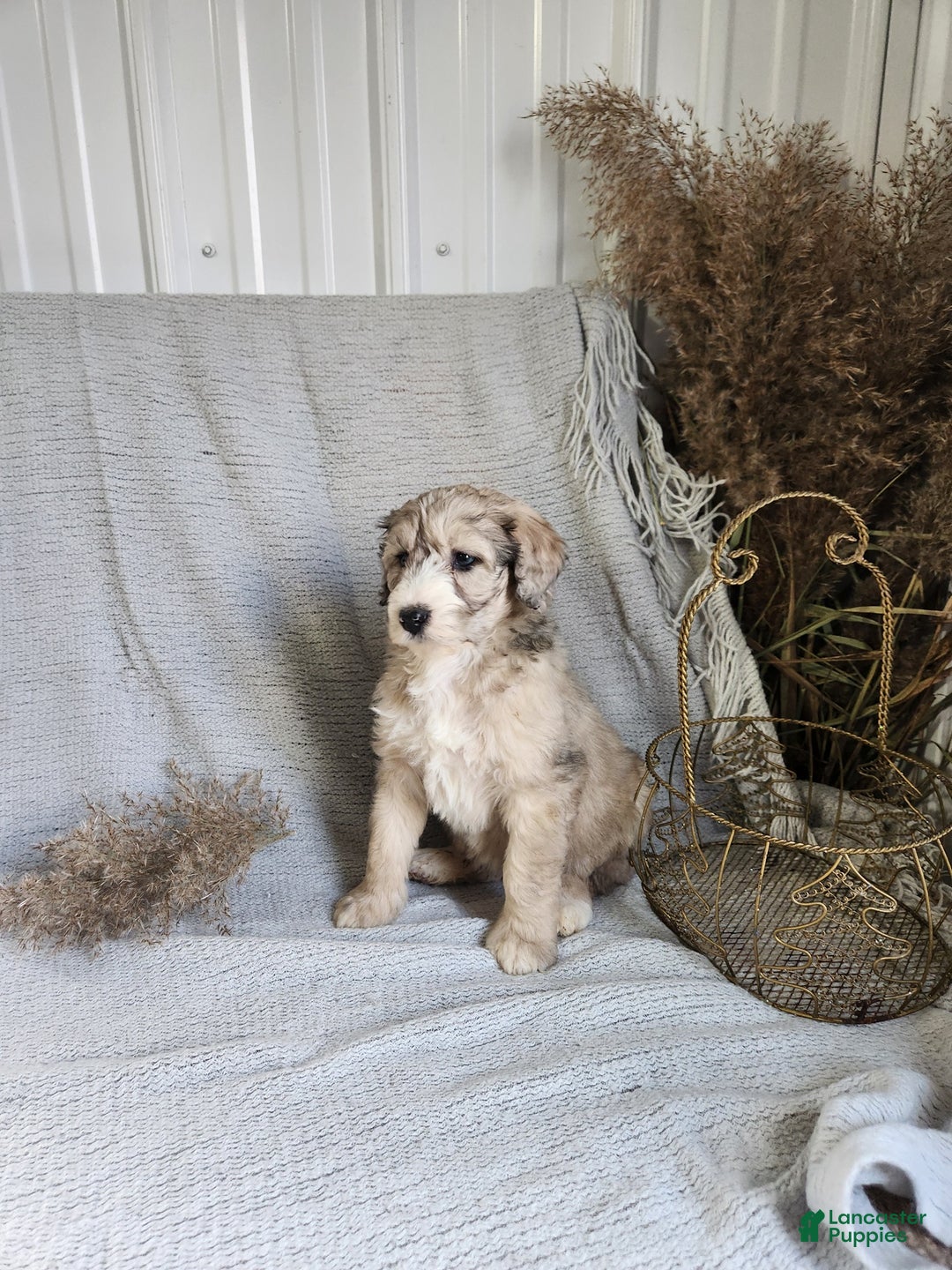 Bernedoodle dogs for sale: Lacey - Ad 3