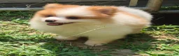 Pomeranian dogs for sale: Pomeranian 1 - Ad 9