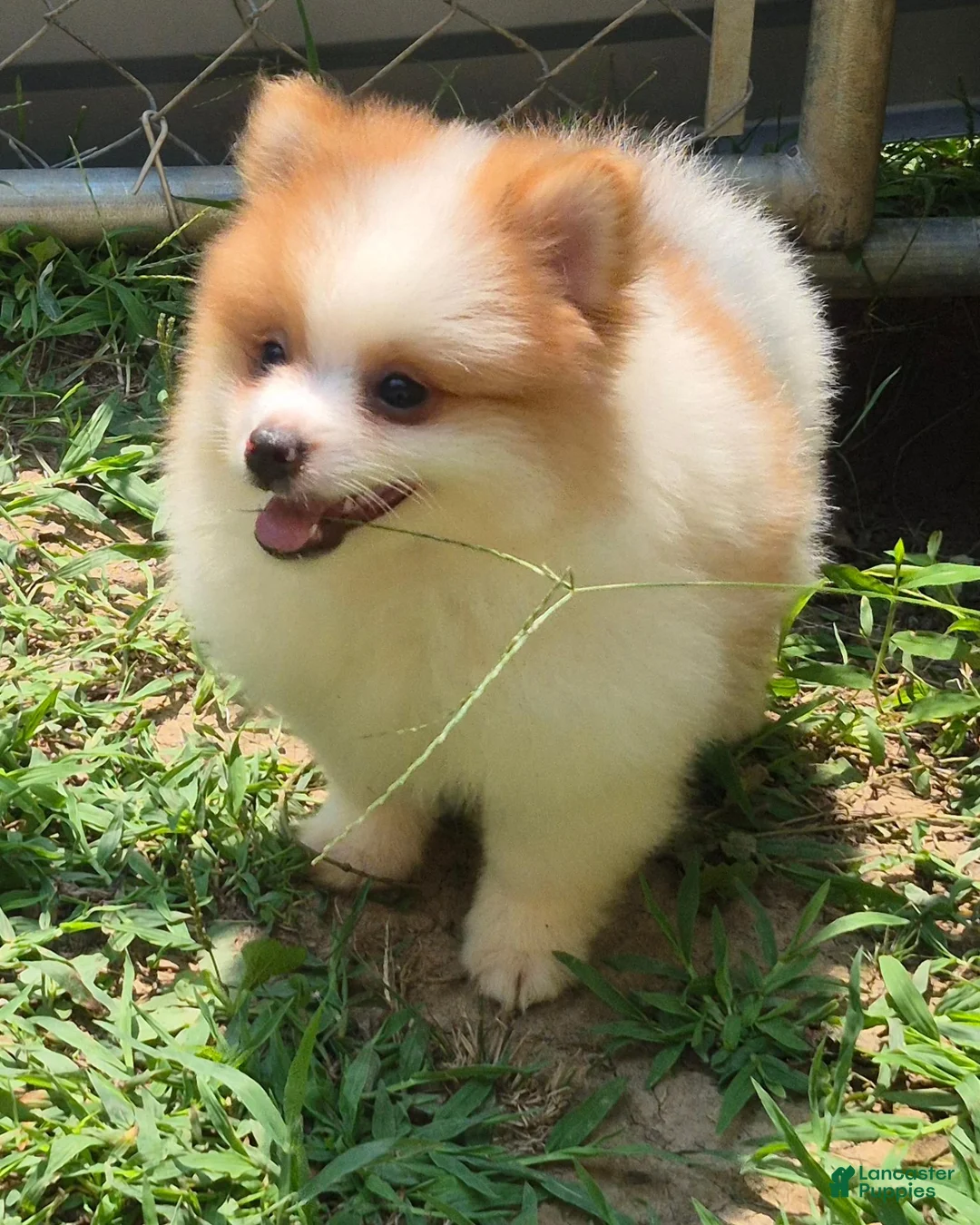 Pomeranian dogs for sale: Pomeranian 1 - Ad 9