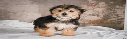 Yochon dogs for sale: ACE - Ad 7