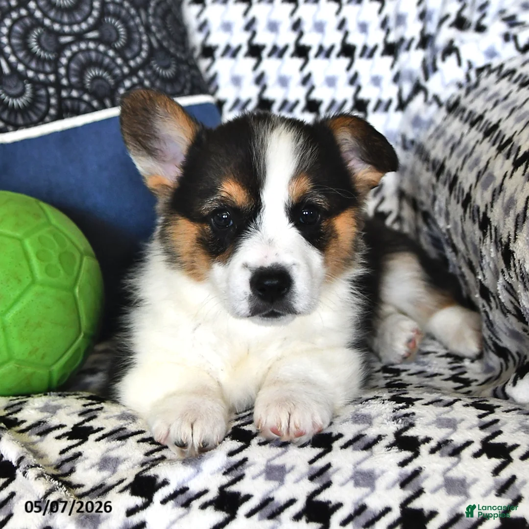 Welsh Corgi Pembroke dogs for sale: Theo - Ad 2