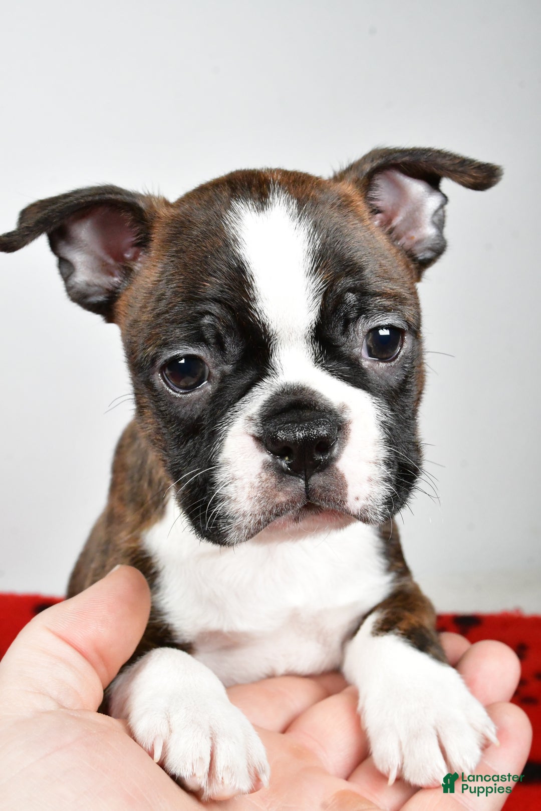Boston Terrier dogs for sale: Rover - Ad 3