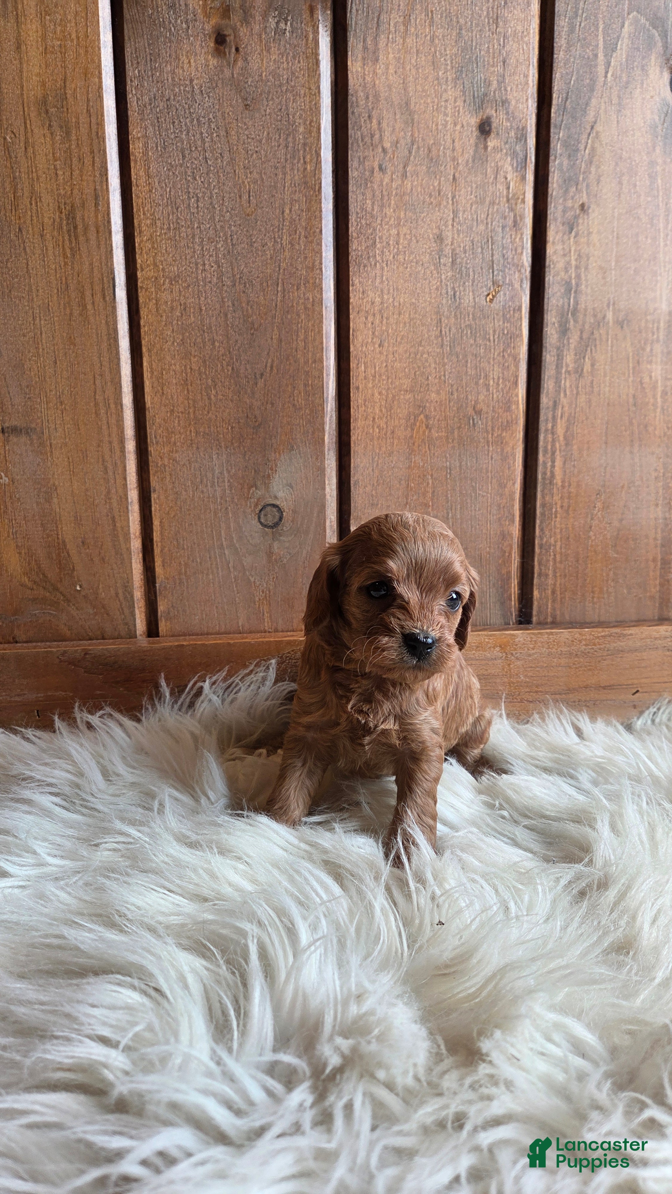 Cavapoo dogs Navaeh - Ad 4