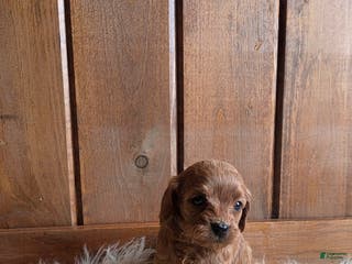 Cavapoo dogs Navaeh - Ad 34