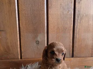 Cavapoo dogs Navaeh - Ad 38