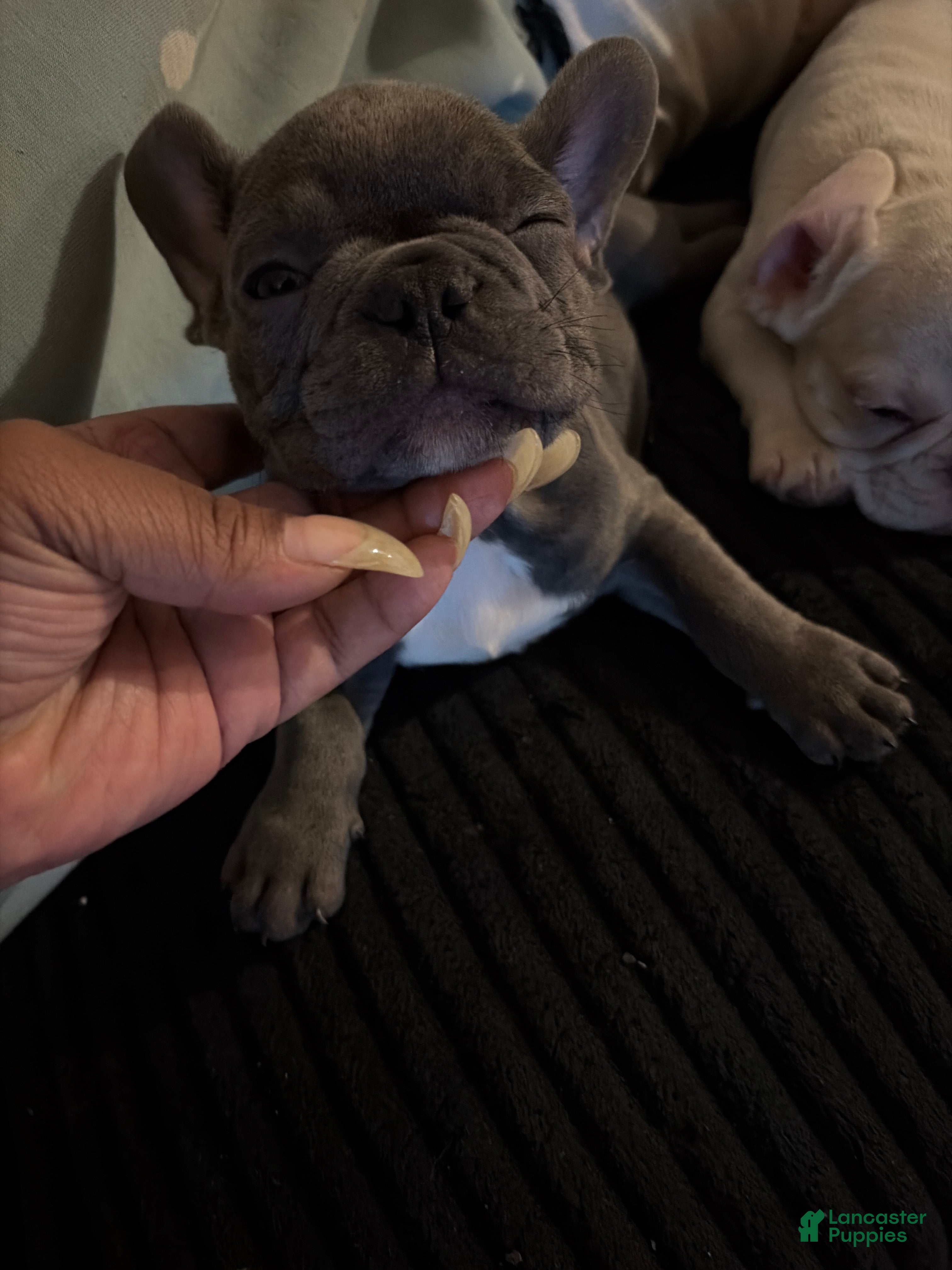 French Bulldog dogs for sale: French Bulldog 5 - Ad 1