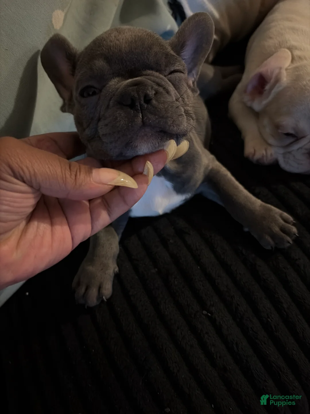 French Bulldog dogs for sale: French Bulldog 5 - Ad 1