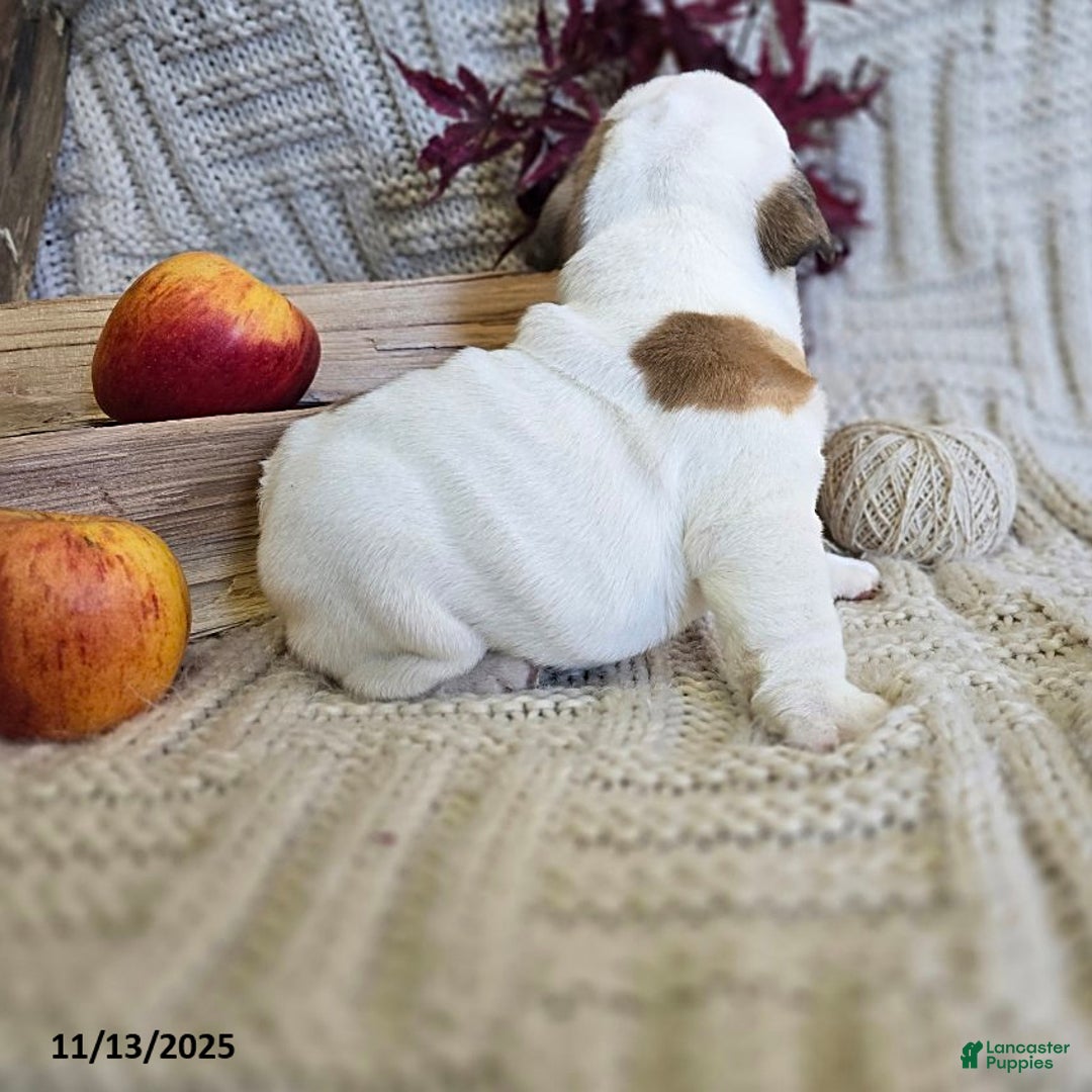 English Bulldog dogs for sale: Chowder - Ad 5