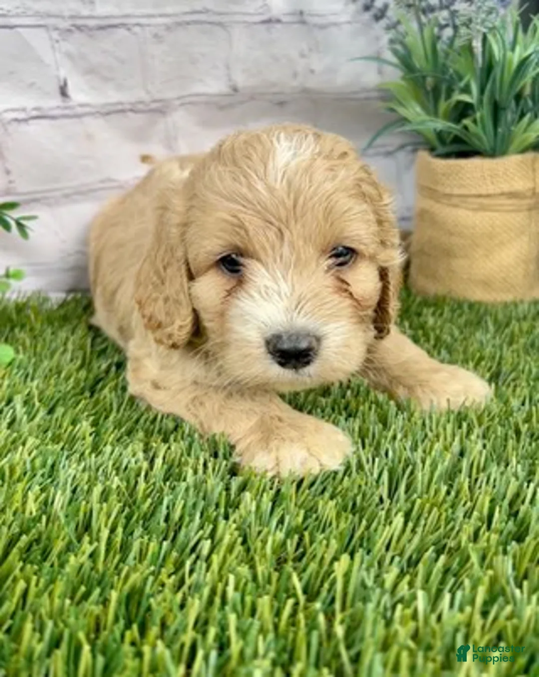 Cockapoo dogs for sale: Alex Cockapoo  - Ad 5