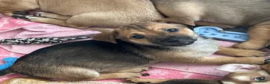 Chihuahua 2