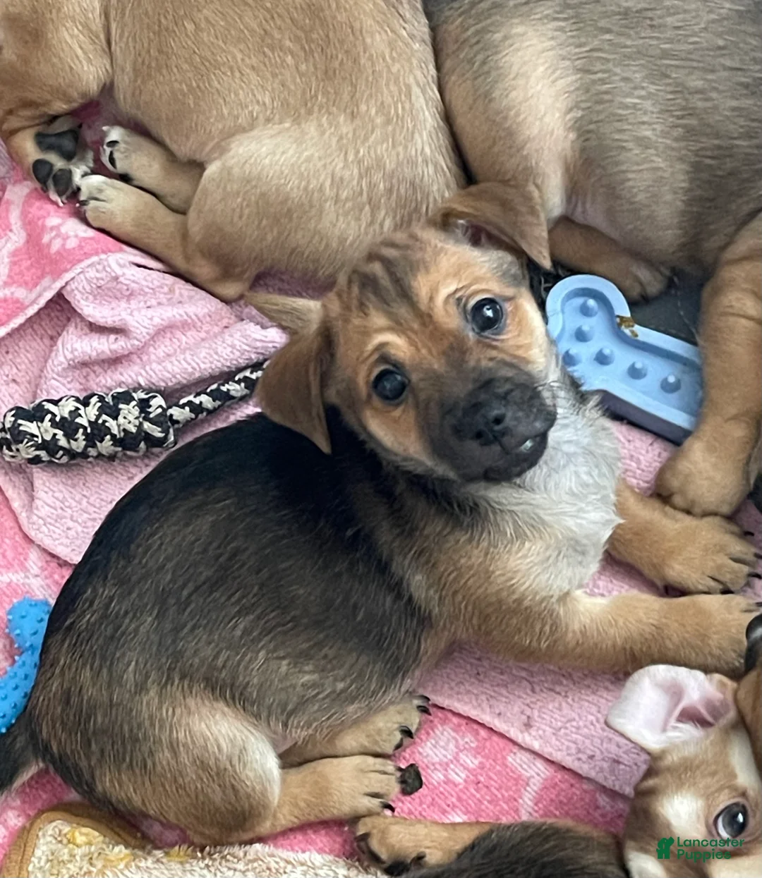 Chihuahua dogs for sale: Chihuahua 2 - Ad 1