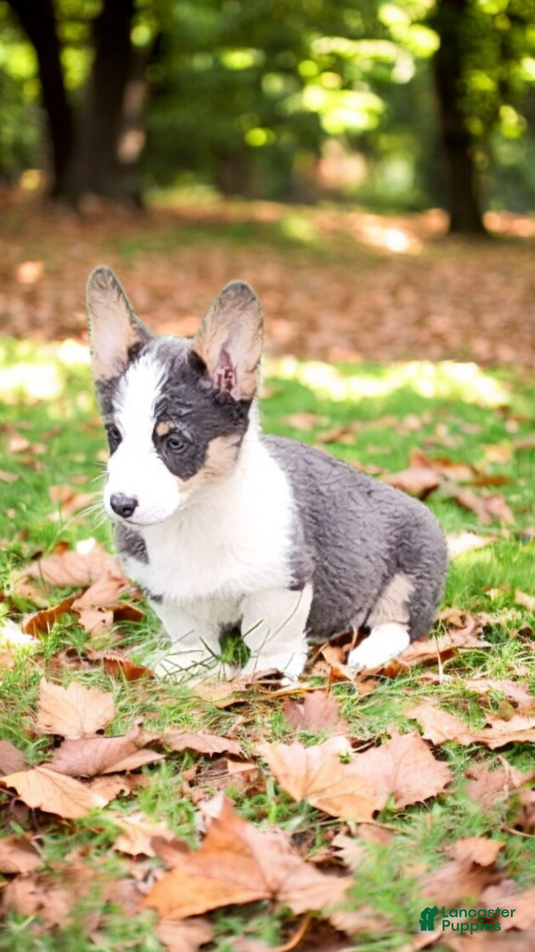 Welsh Corgi Pembroke dogs for sale: Arnie Bluie - Ad 14