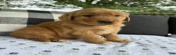 Golden Retriever dogs for sale: Bones - Ad 12