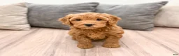 Goldendoodle dogs for sale: Betty - Ad 4