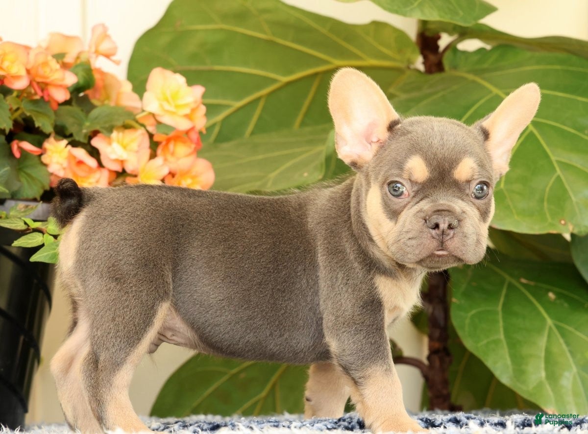 French Bulldog dogs Baker - Ad 2