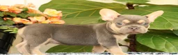 French Bulldog dogs for sale: Baker - Ad 2