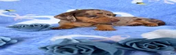 Miniature Dachshund dogs for sale: Miniature Dachshund 3- Cookie - Ad 3