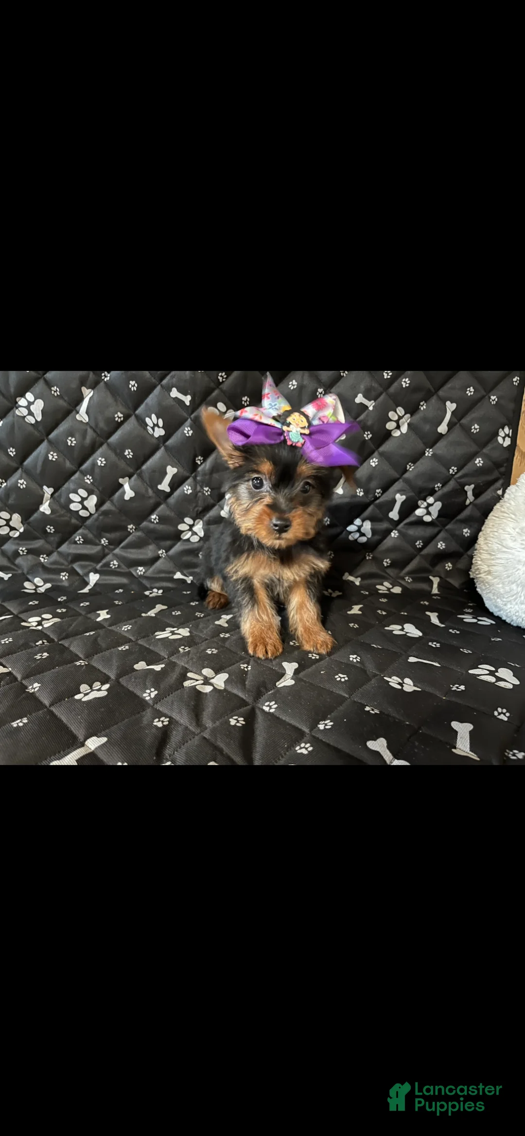 Yorkshire Terrier dogs for sale: Yorkshire Terrier Puppy 2 - Ad 2