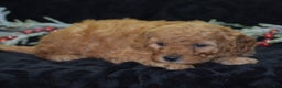 Mini Goldendoodle dogs for sale: Glaze - Ad 4