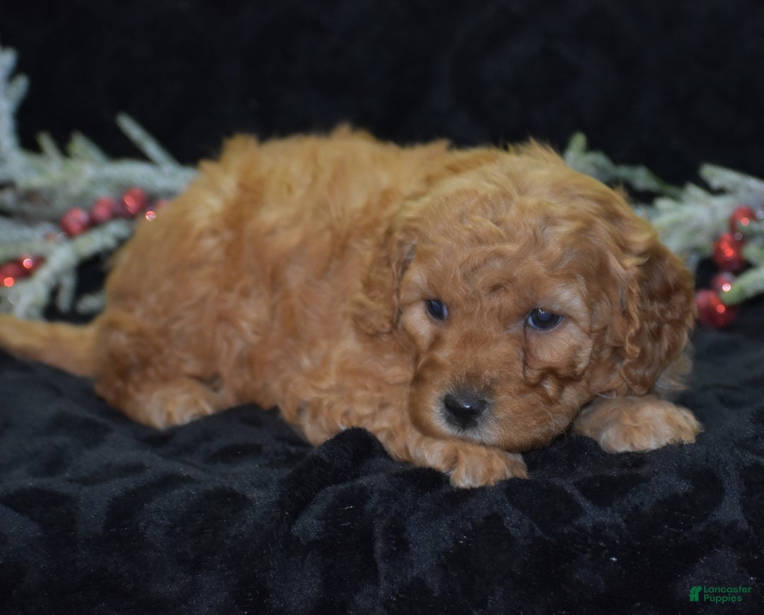 Mini Goldendoodle dogs for sale: Glaze - Ad 4