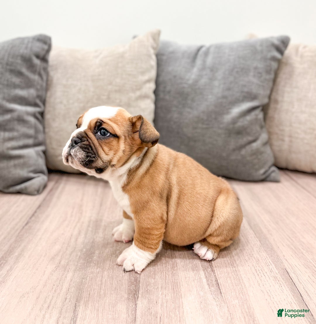 Mixed Breed dogs for sale: Duke - Ad 4