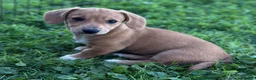 Mixed Breed dogs for sale: Classic Dorgi Female - Corgi & Dachshund Mix - Ad 4
