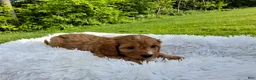 Cavapoo dogs for sale: Puddles - Ad 4