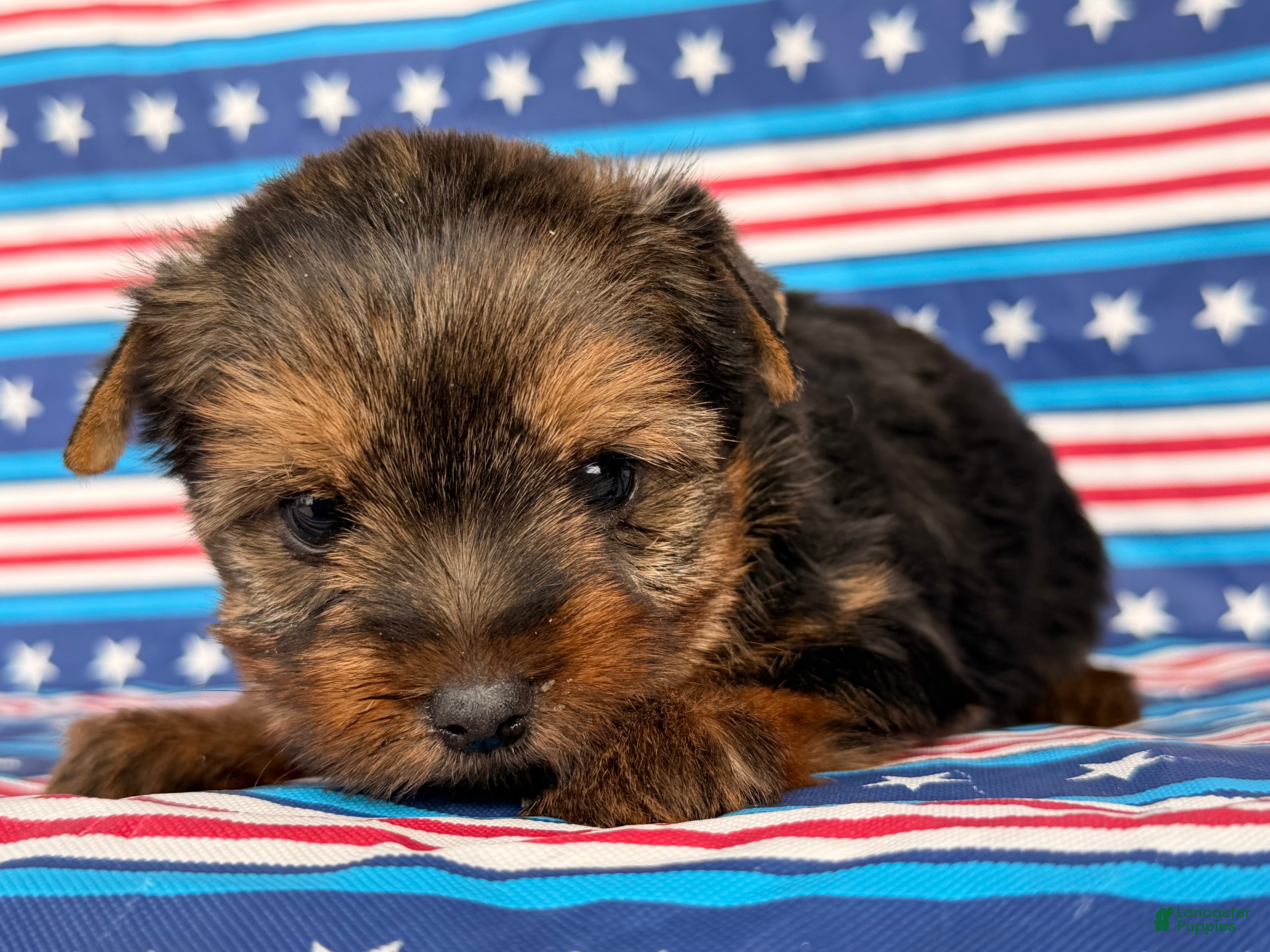 Yorkshire Terrier dogs Nicole Yorkshire Terrier  - Ad 1