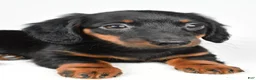 Dachshund dogs for sale: Cassidy - Ad 8