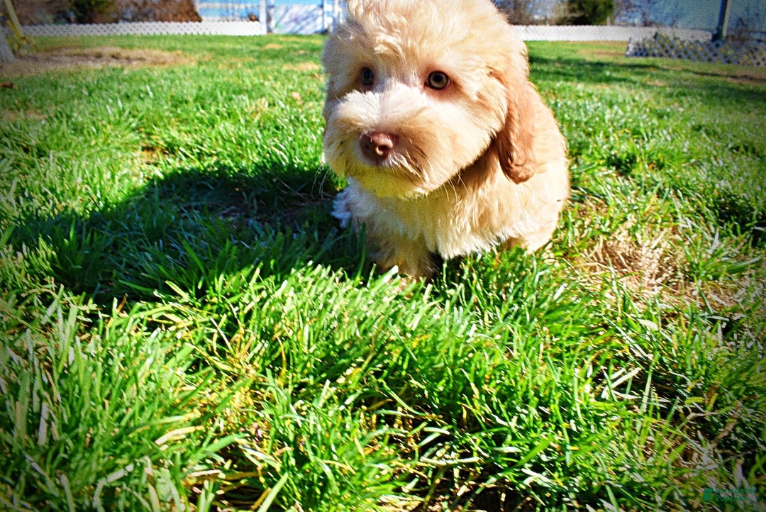 Havapoo dogs for sale: Ringo - Ad 14