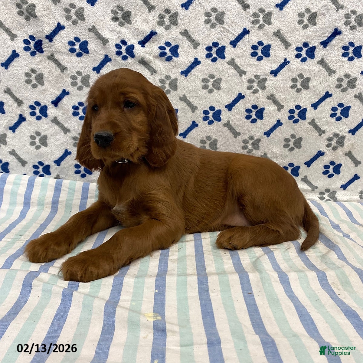 Irish Setter dogs Corbin - Ad 2
