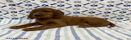 Irish Setter dogs for sale: Corbin - Ad 2
