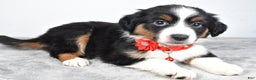 Miniature Australian Shepherd dogs for sale: Oakley - Ad 5