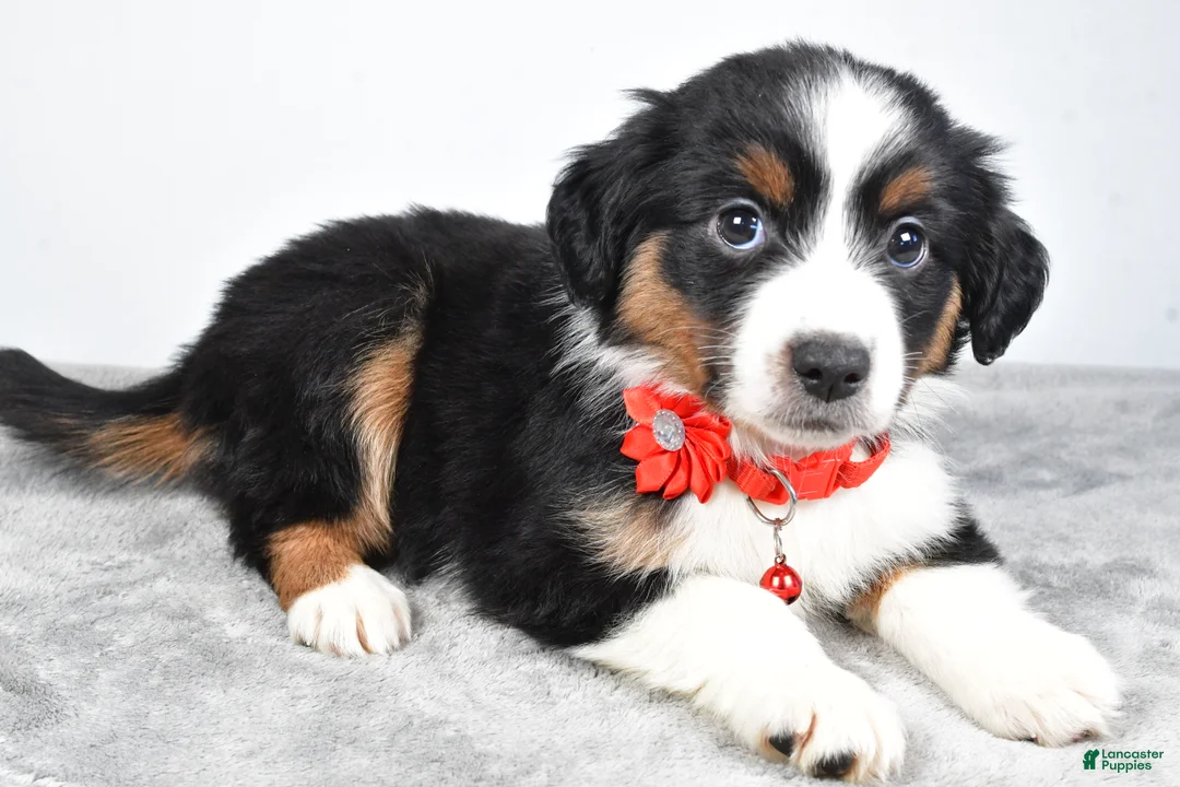 Miniature Australian Shepherd dogs for sale: Oakley - Ad 5