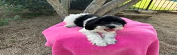 Mixed Breed dogs for sale: Designer Doodle  - Ad 3