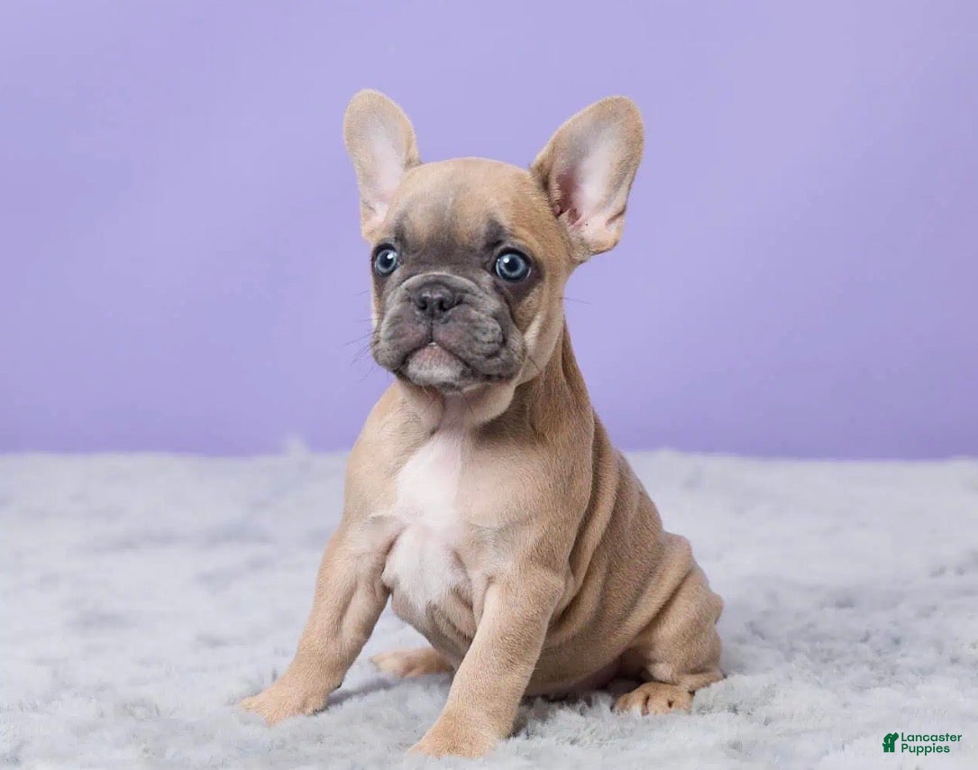 French Bulldog dogs Buttercup - Ad 2