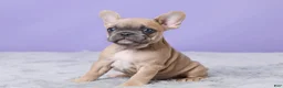 French Bulldog dogs for sale: Buttercup - Ad 2