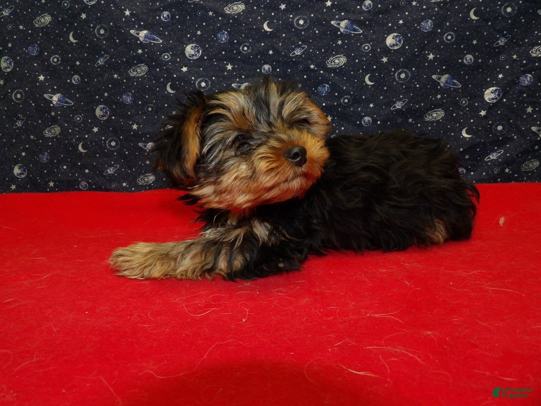 Yorkshire Terrier dogs for sale: Janet - Ad 2