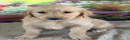 Golden Retriever dogs for sale:  Pilot - Ad 1