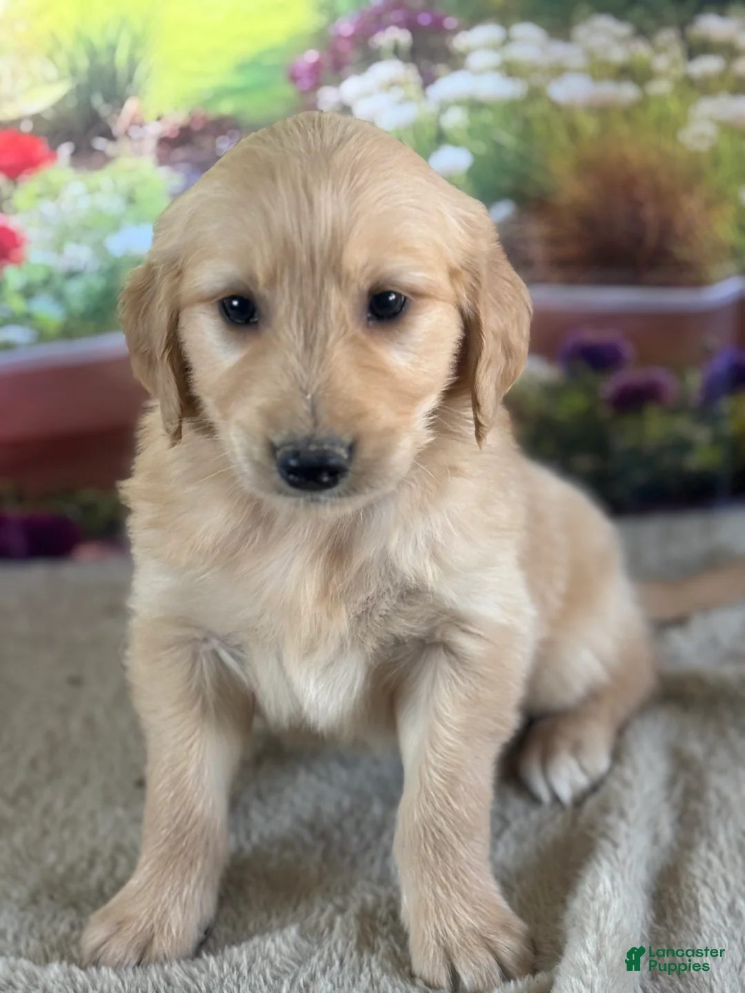 Golden Retriever dogs for sale:  Pilot - Ad 1