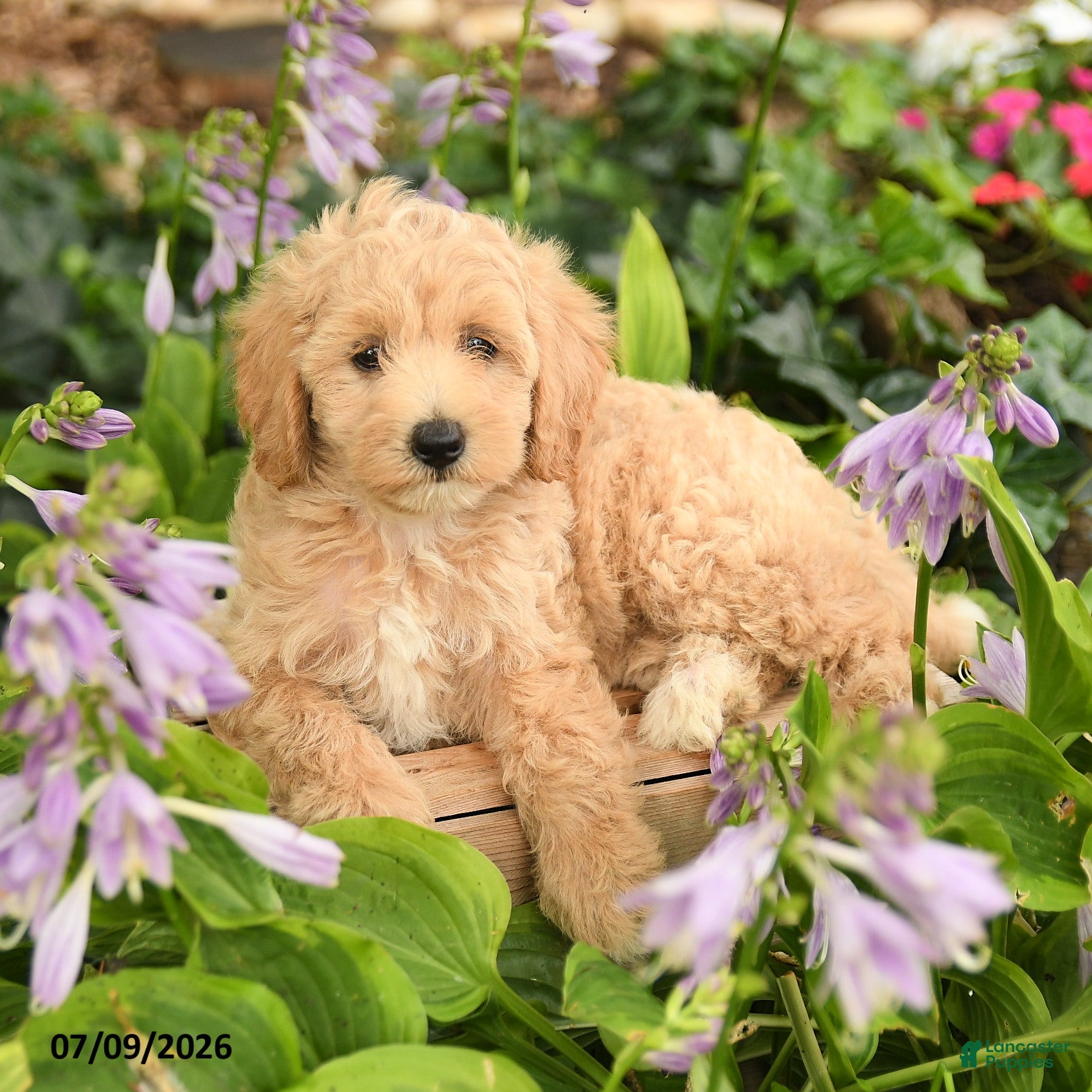 Maltipoo dogs Daisy - Ad 2