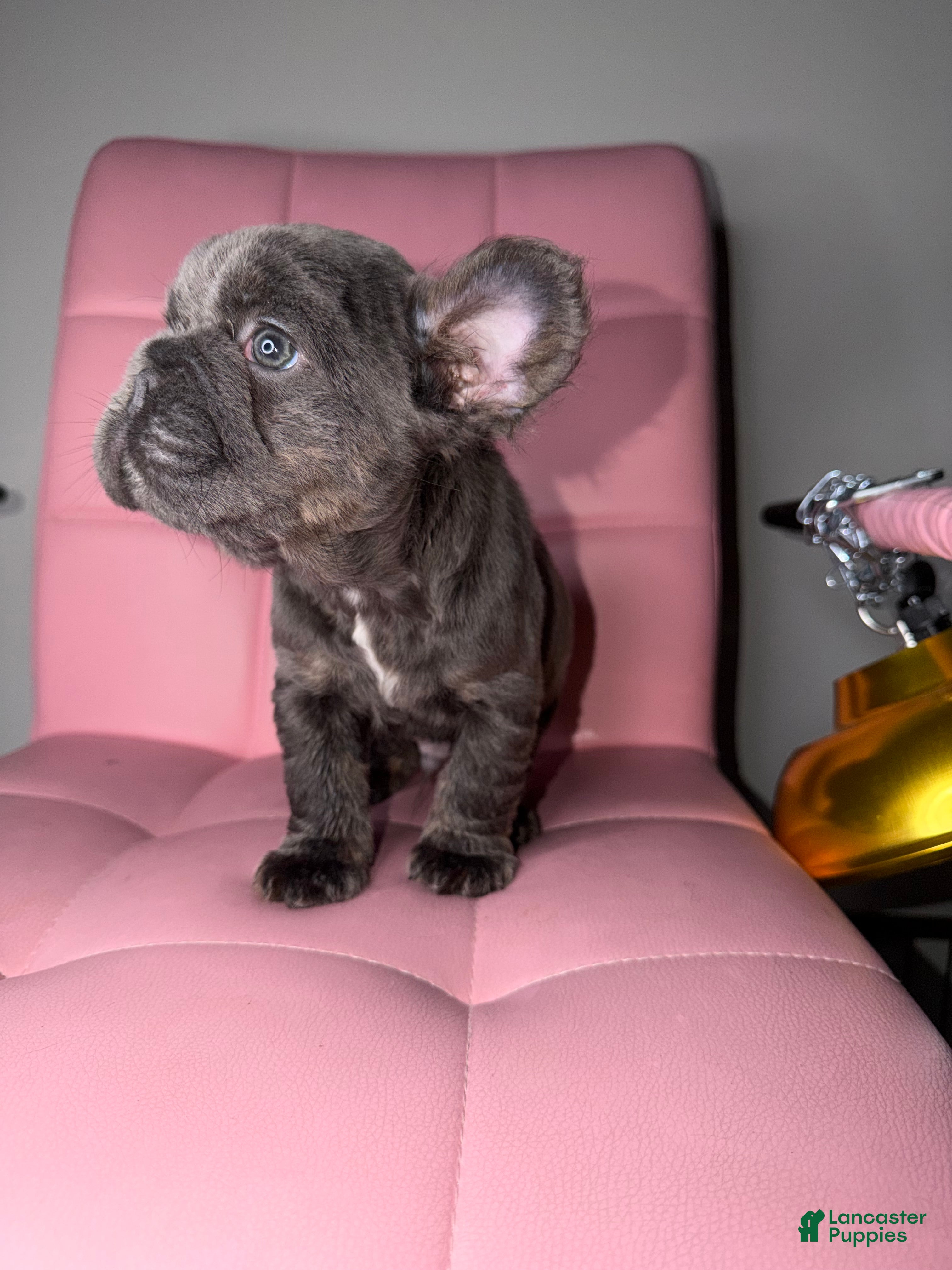 French Bulldog dogs French Bulldog Puppy 6 - Ad 2