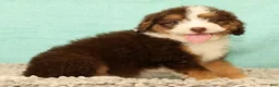 Mini Aussiedoodle dogs for sale: Levi - Ad 8