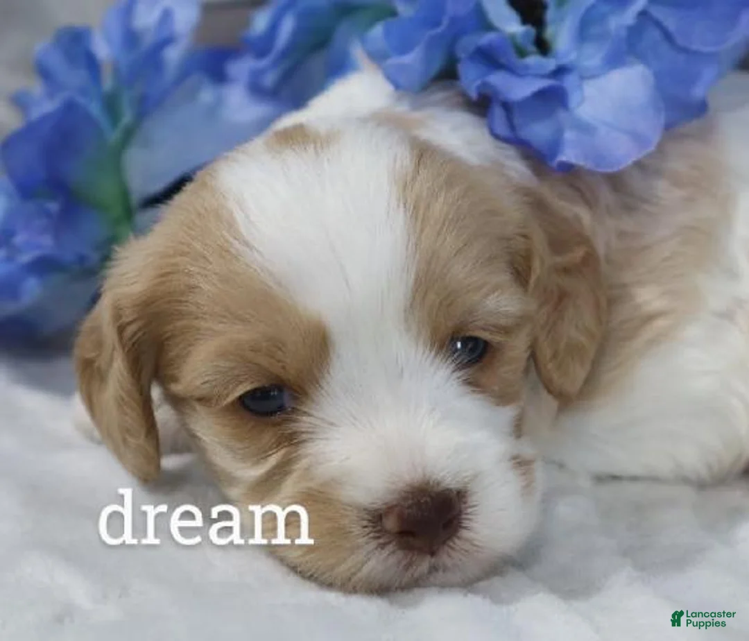 Cavapoo dogs for sale: Courage - Ad 1