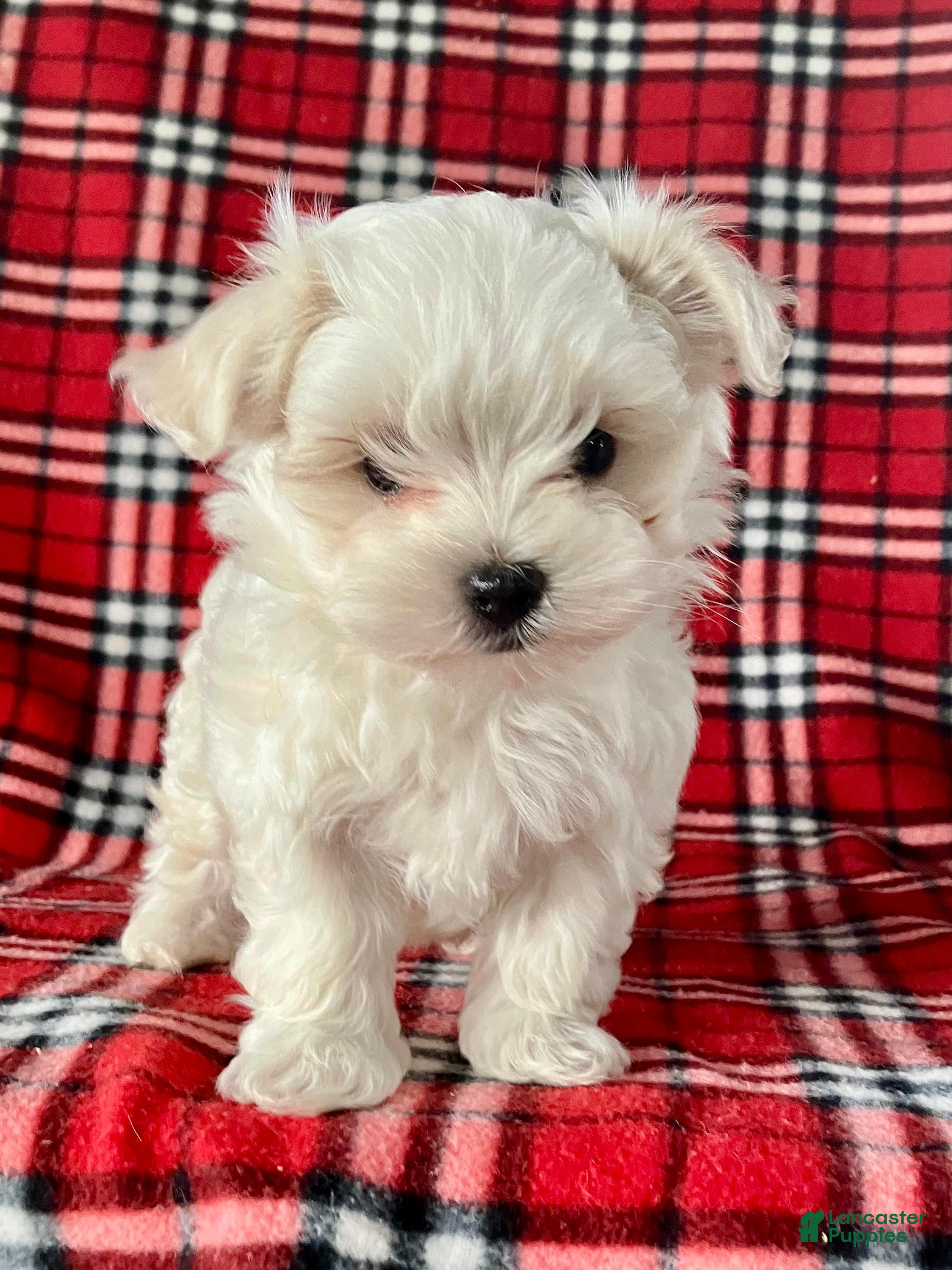Maltese dogs Banjo - Ad 2