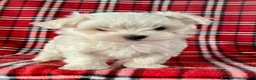 Maltese dogs for sale: Banjo - Ad 2