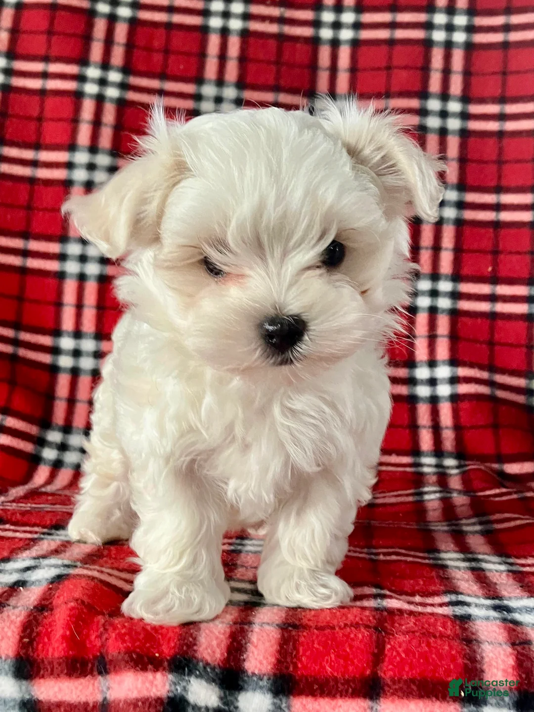 Maltese dogs for sale: Banjo - Ad 2
