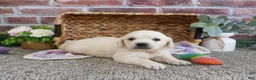 Golden Retriever dogs for sale: Twinkle - Ad 9