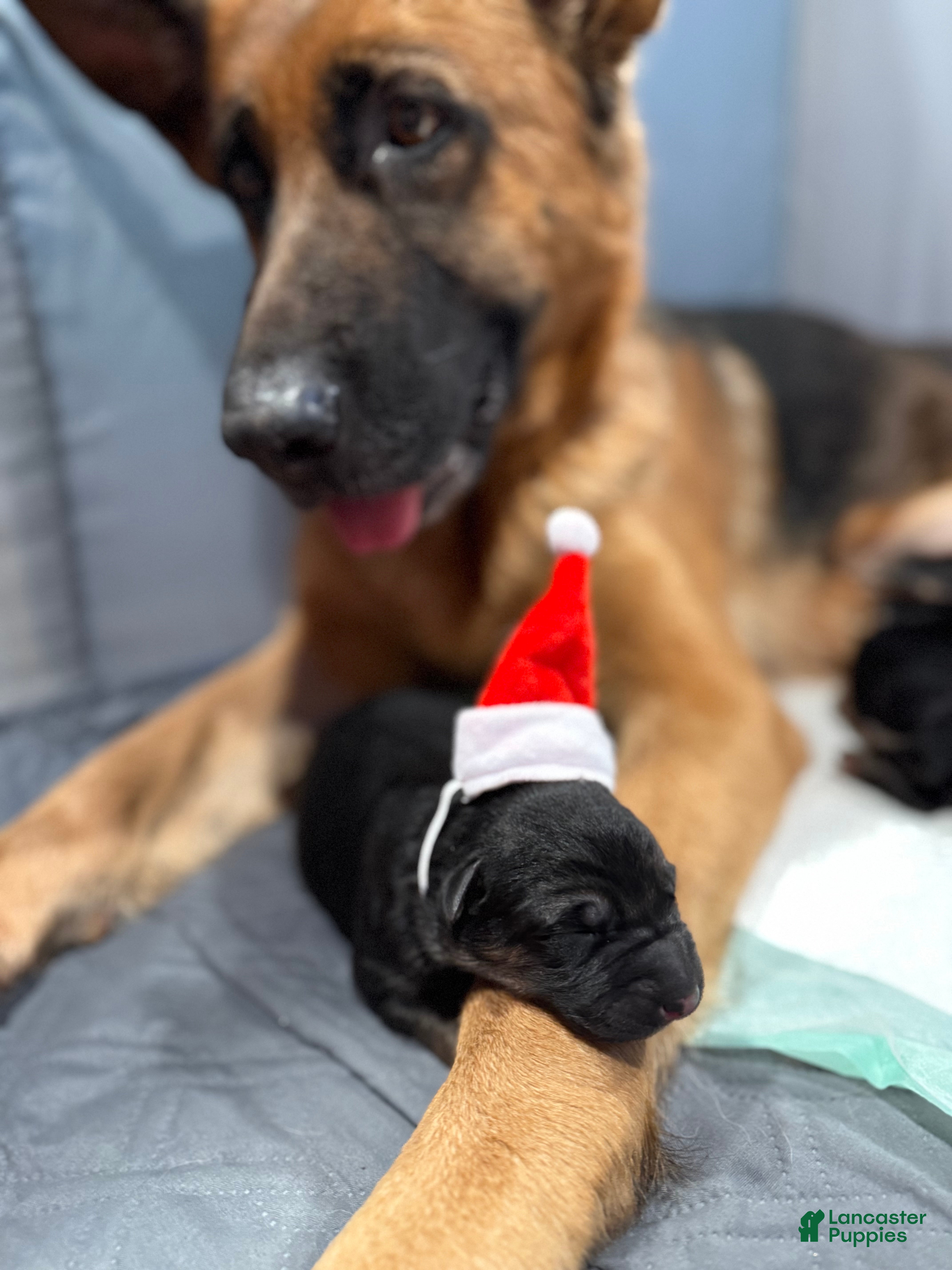 German Shepherd dogs German Shepherd Puppy 5 - Ad 6